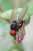 Azelia sp.